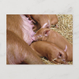 Carte Postale Petit Petit Petit Tamworth Piglet - Photographie d