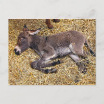 Petit poulain d'âne dormant sur la paille