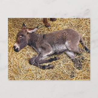 Carte Postale Petit poulain d'âne dormant sur la paille