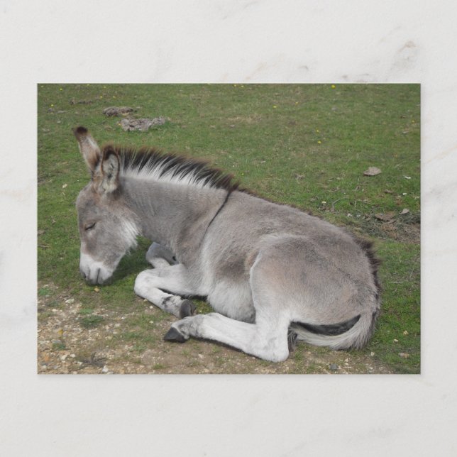 Carte Postale Petit poulain d'âne mignon dormant (Devant)