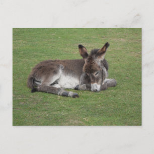 Carte Postale Petit poulain de bébé âne mou