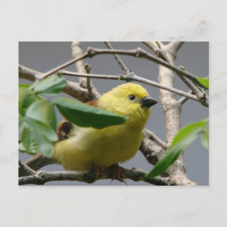 Carte Postale Petit poulet