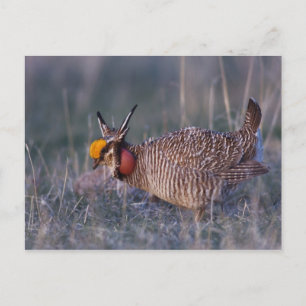 Carte Postale Petit poulet des Prairies, Tympanuchus