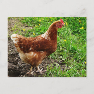 Carte Postale Petit poulet rouge - Couche d'oeuf à portée libre