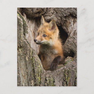 Carte Postale Petit Renard Rouge dans le Creux d'un Arbre