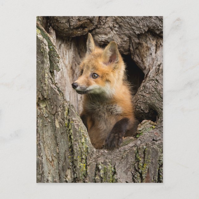 Carte Postale Petit Renard rouge dans un arbre Hollow (Devant)