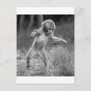 Carte Postale Petit singe fou
