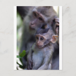 Carte Postale Petit singe macaque mignon