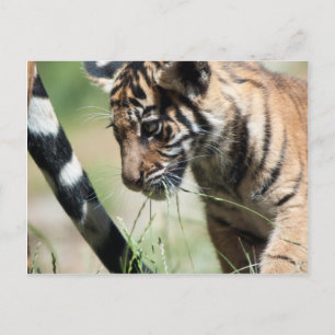 Carte Postale Petit tigre