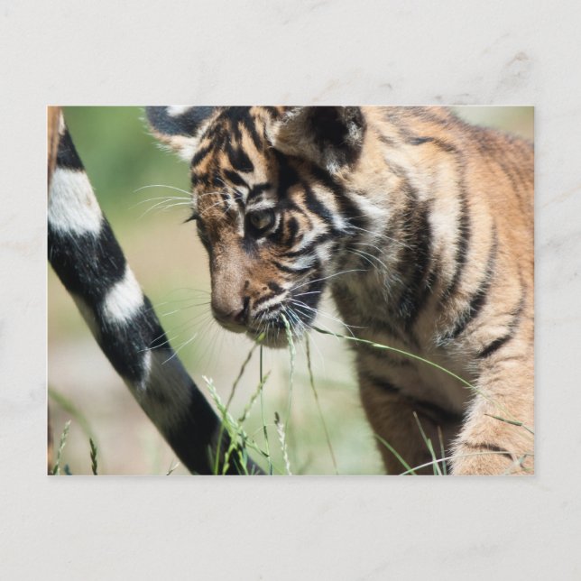 Carte Postale Petit tigre (Devant)