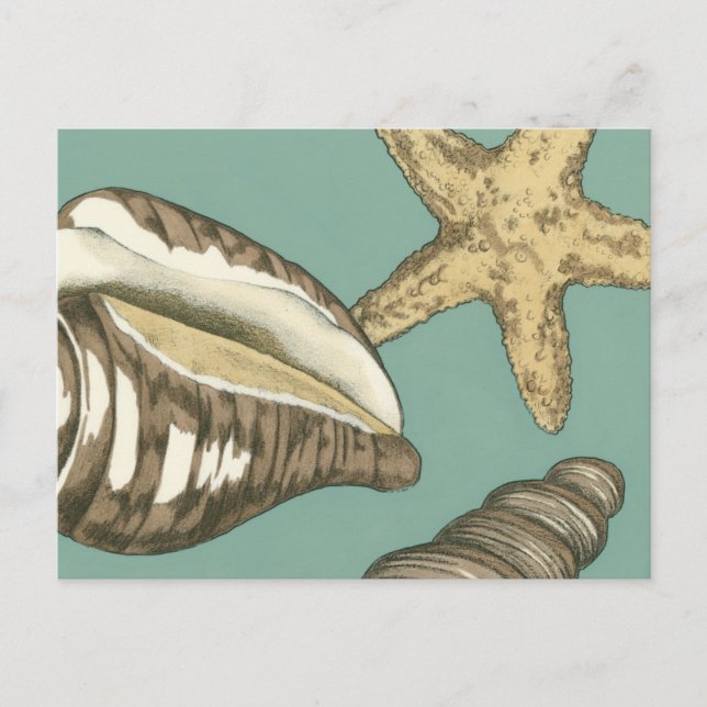 Carte Postale Petit trio Shell Turquoise (Devant)