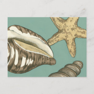 Carte Postale Petit trio Shell Turquoise