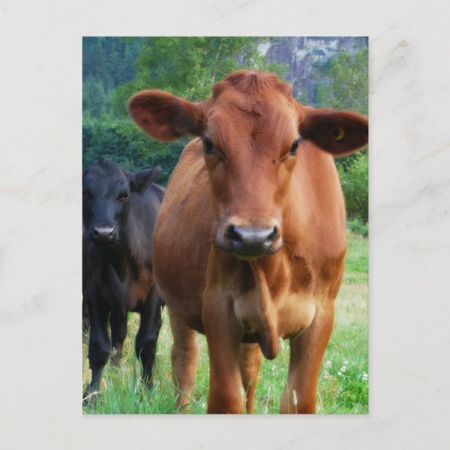 Carte Postale Petit troupeau de trois vaches (Devant)