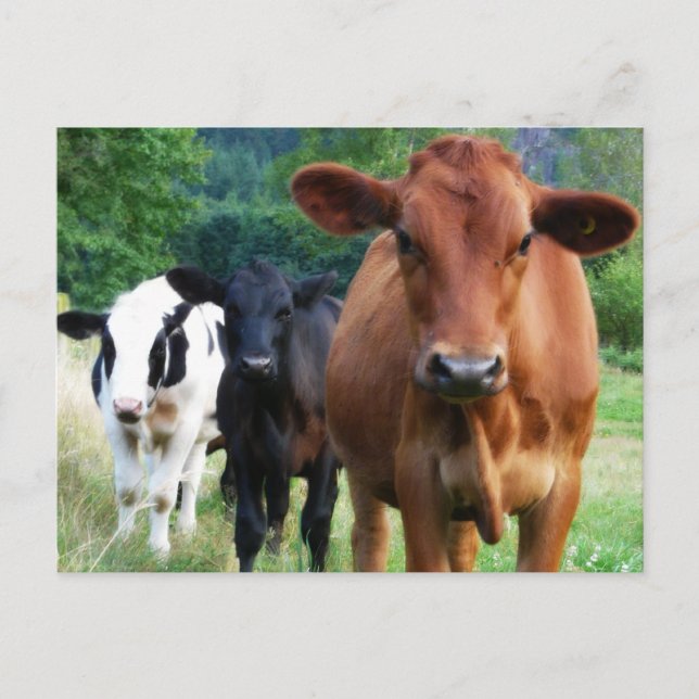 Carte Postale Petit troupeau de trois vaches (Devant)