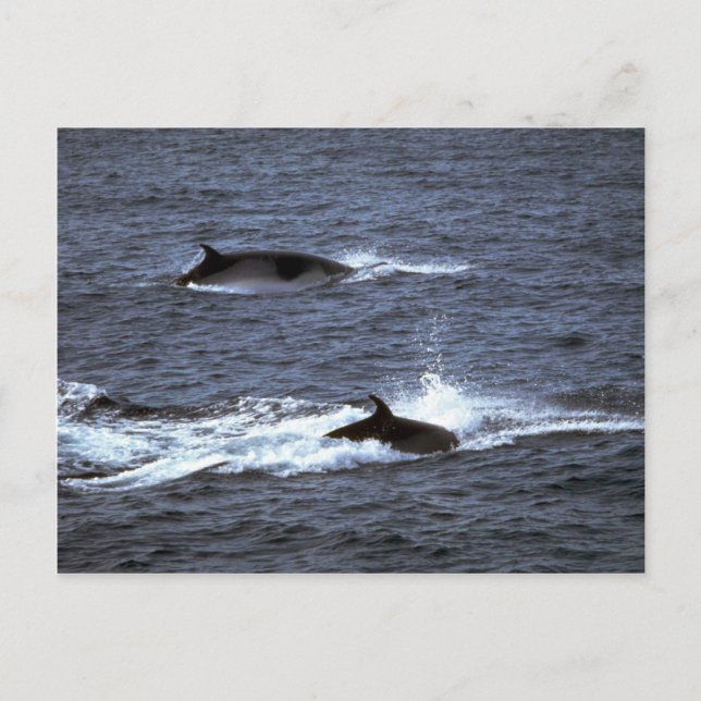 Carte Postale Petite baleine (Devant)