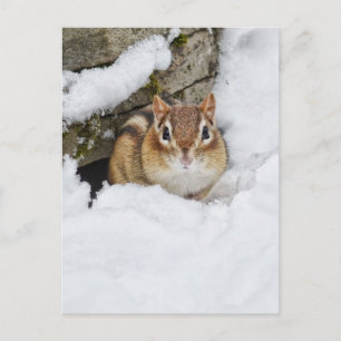Carte Postale Petite Chipmunk dans la neige