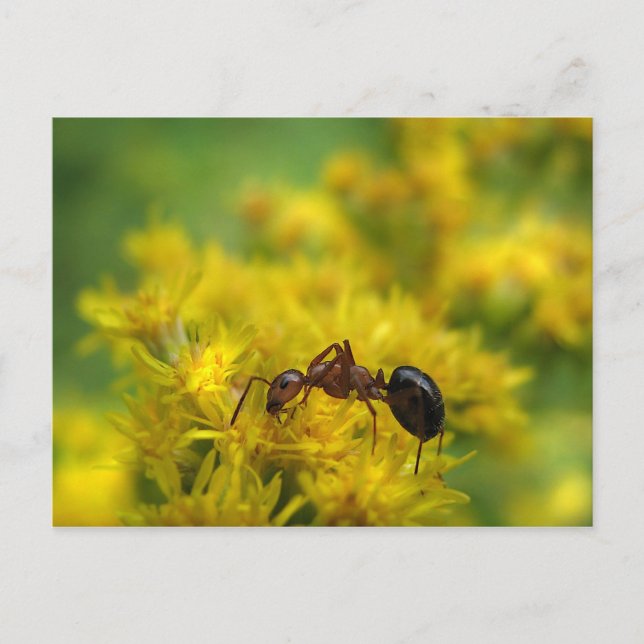 Carte Postale Petite fourmi sur Goldenrod (Devant)