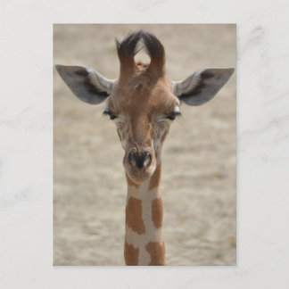 Carte Postale Petite girafe