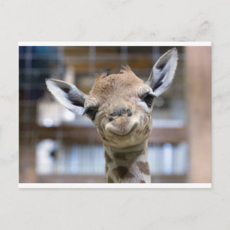Carte Postale petite girafe