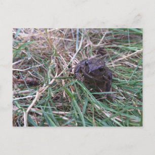 Carte Postale Petite grenouille