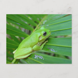 Carte Postale Petite grenouille verte