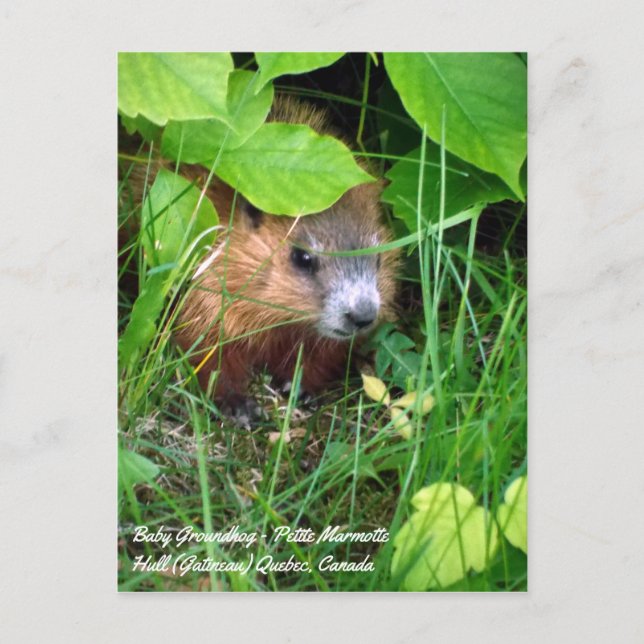 Carte Postale Petite marmotte printemps au Canada (Devant)