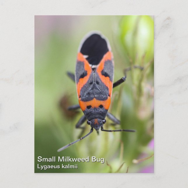 Carte Postale Petite mouche à lait (Devant)