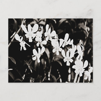 Carte Postale Petite Orchidée blanche