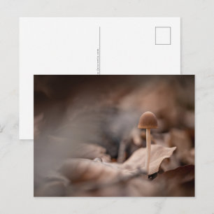 Carte Postale Petite photo de la nature des champignons
