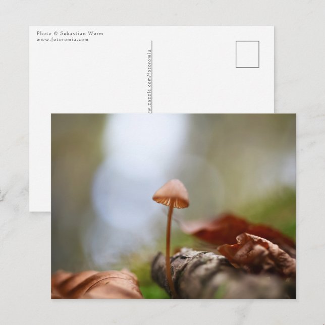 Carte Postale Petite photo de la nature des champignons (Devant / Derrière)