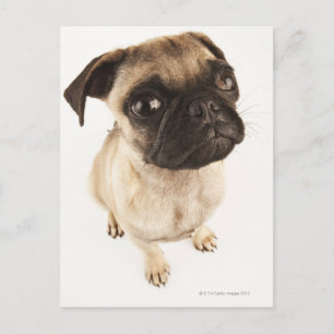 Carte Postale Petite race de chien au visage musclé court