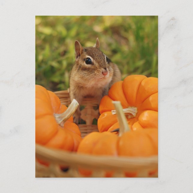 Carte Postale Petite récolte Chipmunk (Devant)