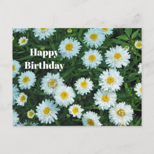 Carte Postale Petites marguerites blanches Photo florale Anniver