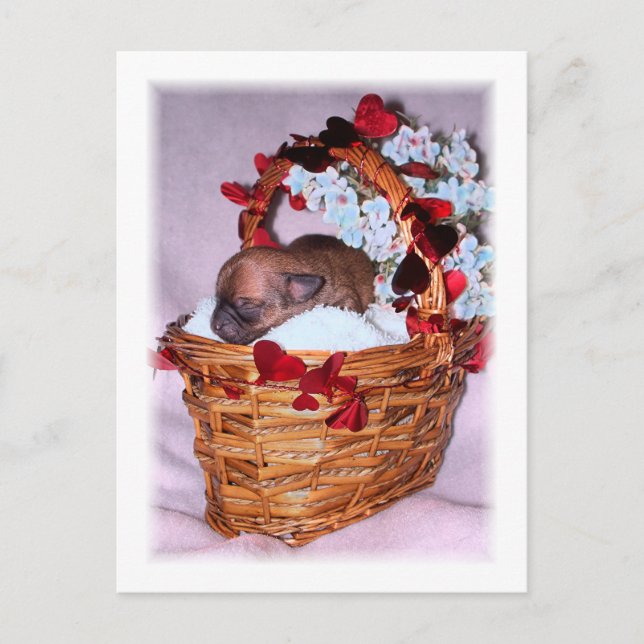 Carte Postale Petites surprises (Devant)