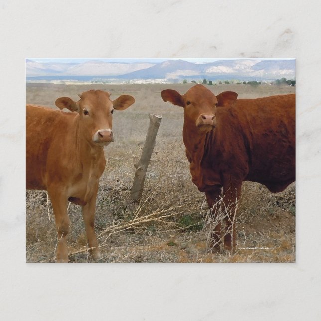 Carte Postale Petites vaches rouges - Ouest (Devant)