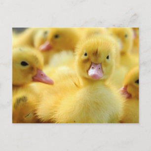 Carte Postale Petits canards
