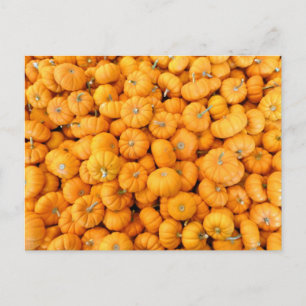 Carte Postale Petits Citrouilles de récolte de automne orange