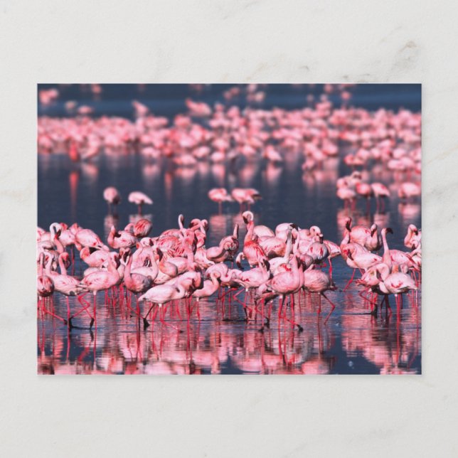 Carte Postale Petits Flamants roses (Phoeniconaias mineur), Afri (Devant)