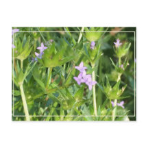 Petits Fleurs sauvages pourpres