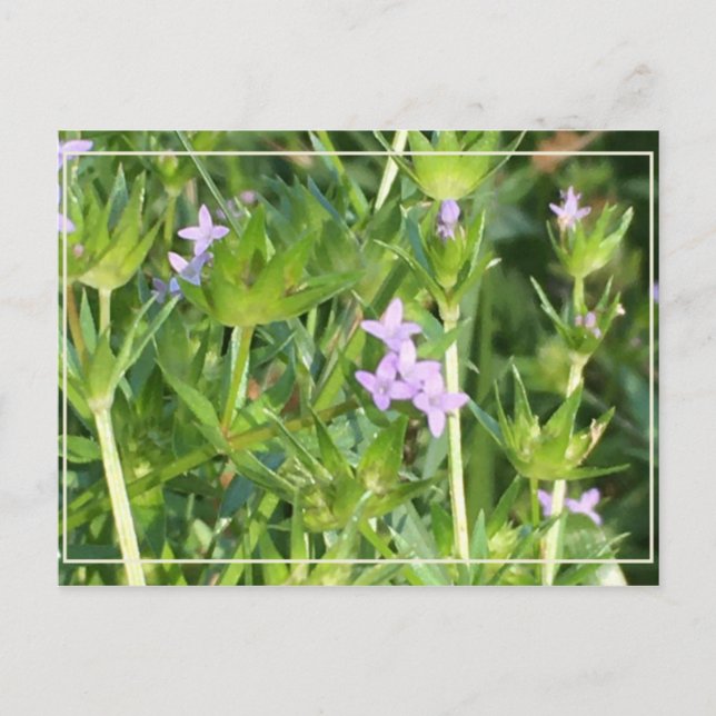 Carte Postale Petits Fleurs sauvages pourpres (Devant)