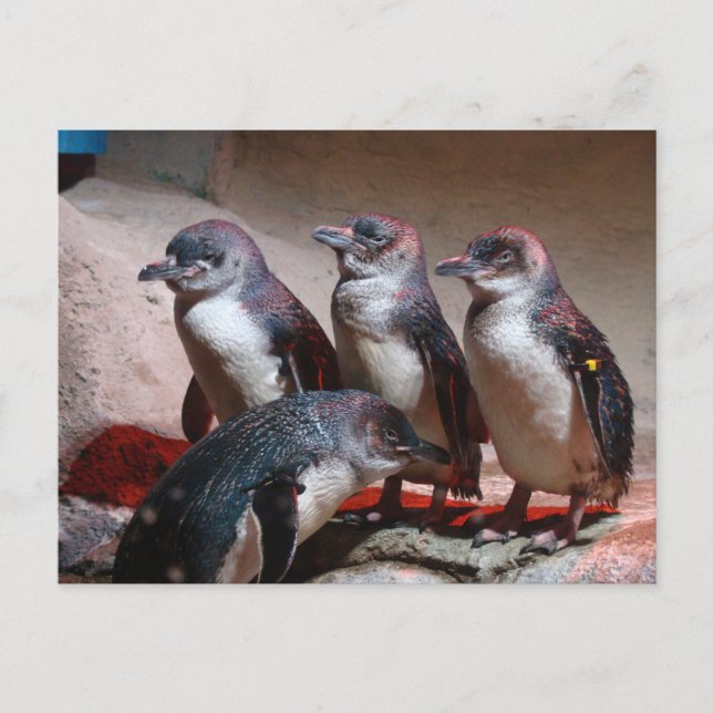 Carte Postale Petits Manchots bleus (Devant)