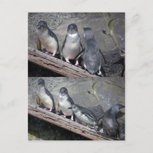 Carte Postale Petits pingouins bleu