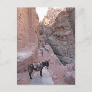 Carte postale Petra Donkey
