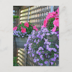 Carte postale Petunia et Bacopa