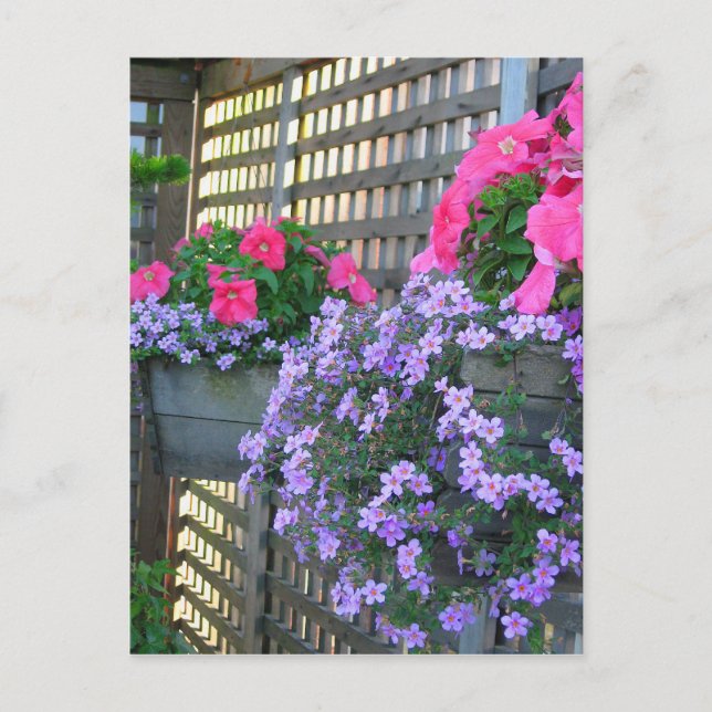 Carte postale Petunia et Bacopa (Devant)