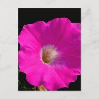 pétunia rose