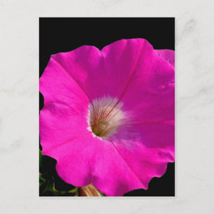 Carte Postale pétunia rose