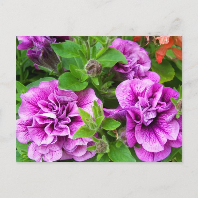 Carte Postale Petunia Tumbelina Julia (Devant)
