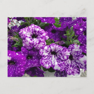 Carte Postale Petunias