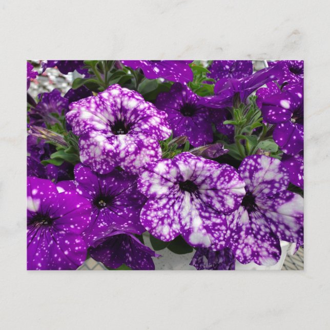 Carte Postale Petunias (Devant)